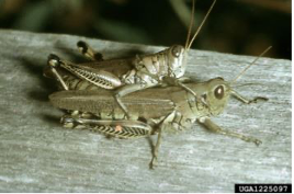 Differential grasshoppers